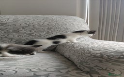 Mixed Breed cats for sale: Kitten's  - Image 3