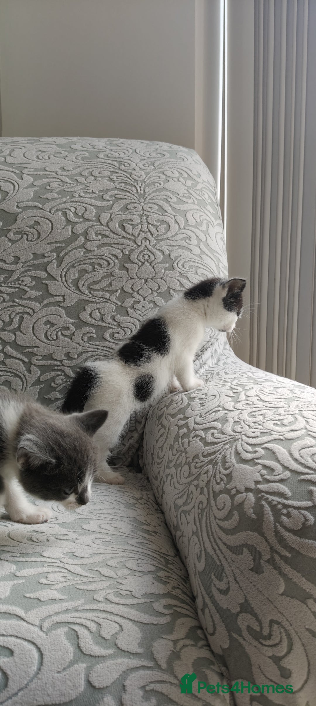 Mixed Breed cats for sale: Kitten's  - Image 3
