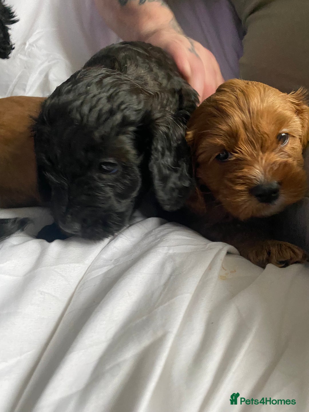 Cavapoo dogs for sale: Stunning cavapoo pups  - Advert 12