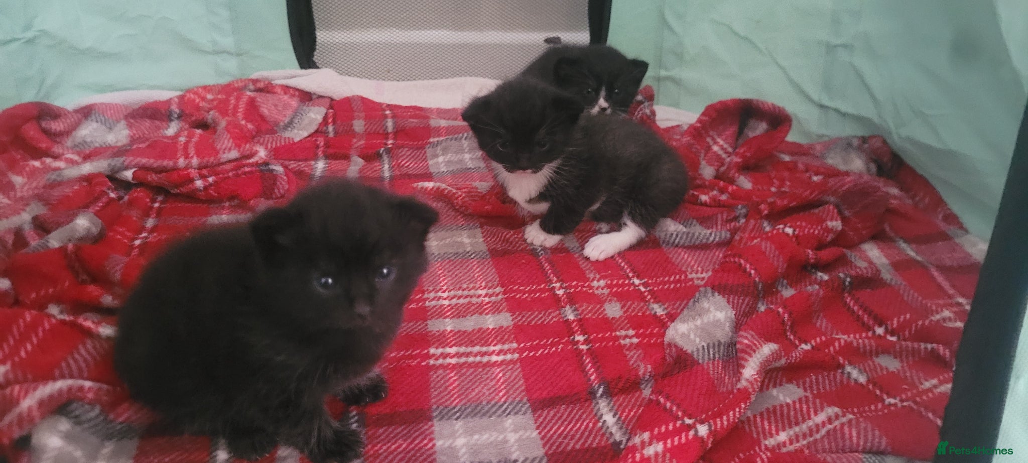 Domestic Shorthair cats 3 beautiful domestic shorthair male kittens - Advert 2