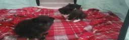 Domestic Shorthair cats for sale: 3 beautiful domestic shorthair male kittens in York - Advert 3