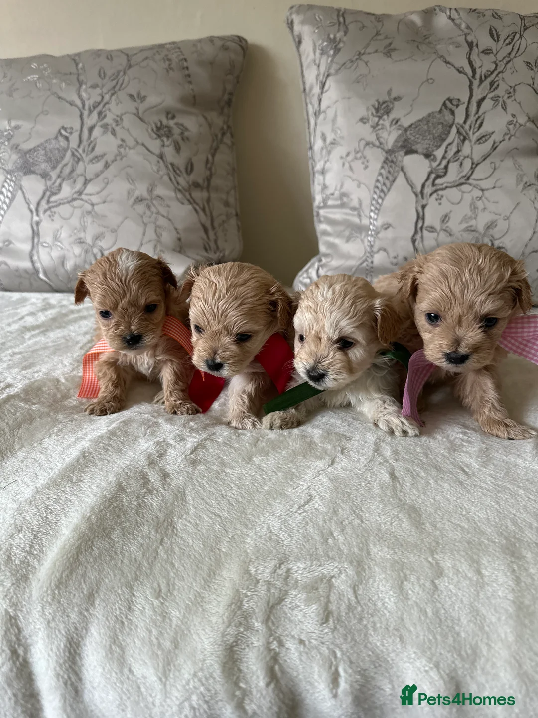 Maltipoo dogs for sale: Beautiful Maltipoo Puppies - Advert 15