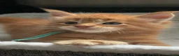 Maine Coon cats for sale: Beautiful Maine Coon Kittens – Raised with Love ❤️ - Advert 11
