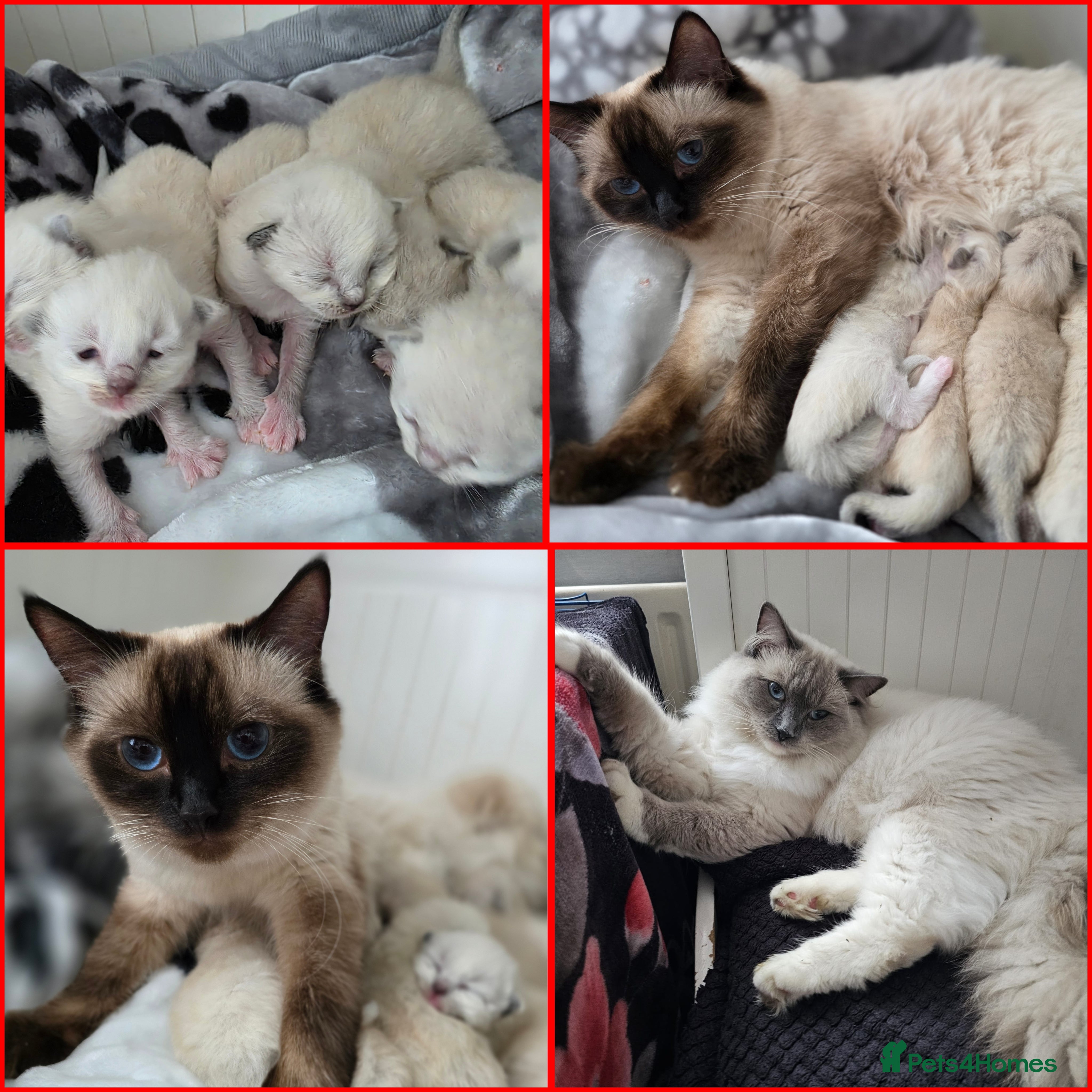 Ragdoll cats  Ragdoll Kittens♥️Reservation Open! 🐱❣️ - Advert 1