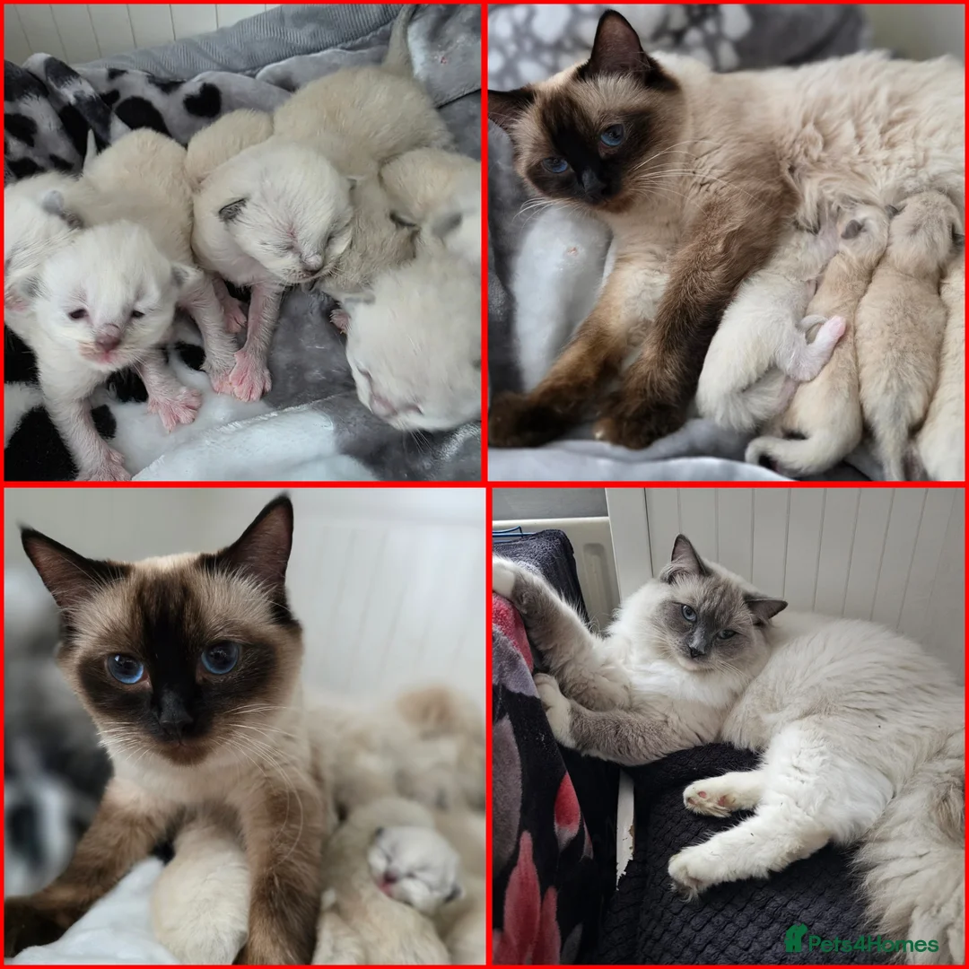 Ragdoll cats for sale:  Ragdoll Kittens♥️Reservation Open! 🐱❣️ - Advert 1