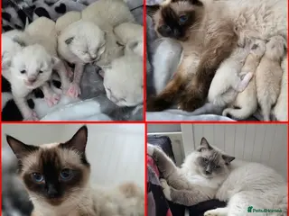 Ragdoll cats Ragdoll Kittens♥️Reservation Open! 🐱❣️ - Advert 1