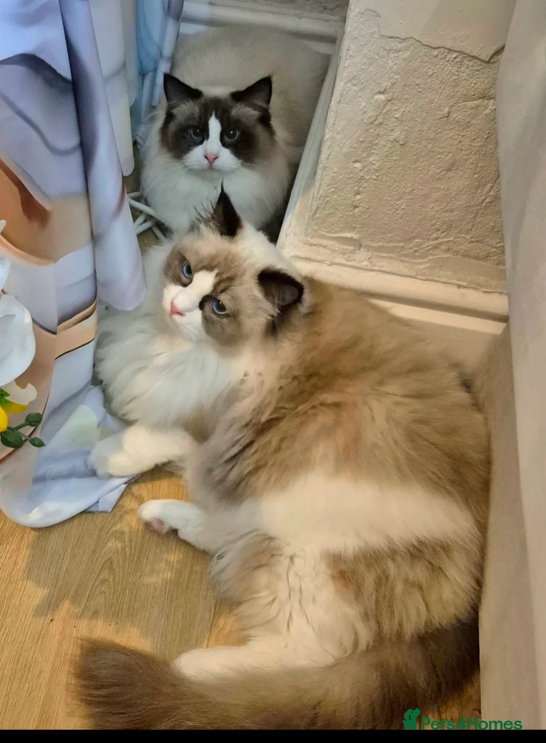 Ragdoll cats for sale: Premium Seal Bicolour  Ragdoll Boys 💖💖💖 - Advert 18
