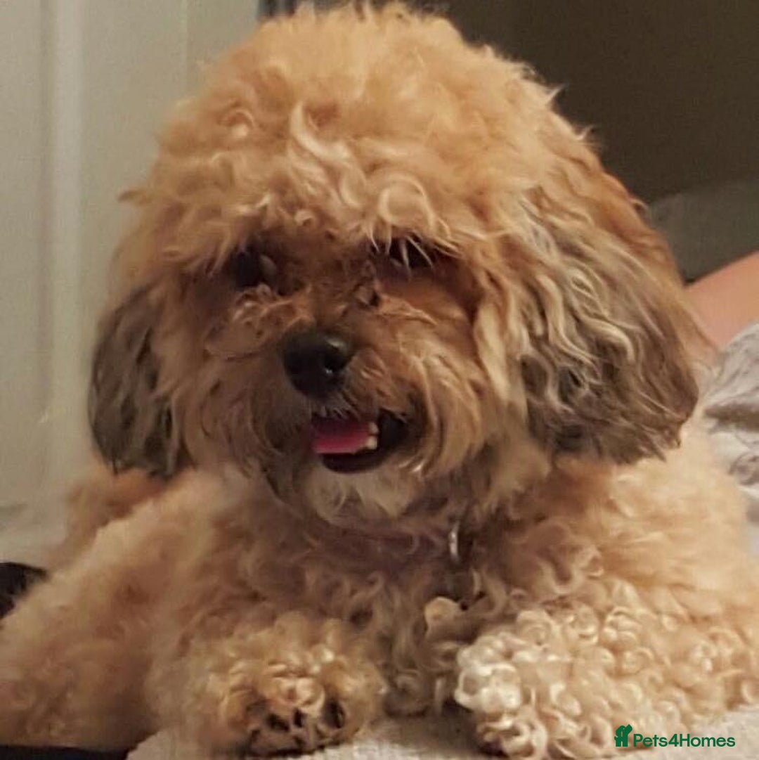 Shihpoo dogs for sale: Elderly Dog for Rehoming - Image 7