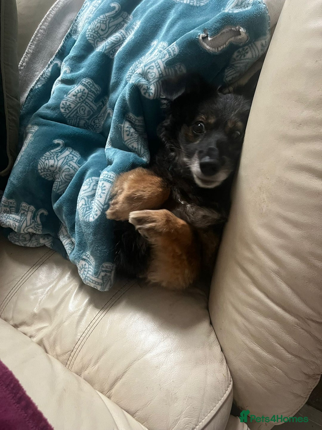 Mixed Breed dogs for adoption: Meet Shanti - Image 4