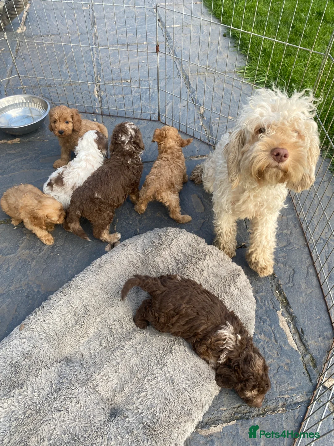 Cockapoo dogs for sale: Merle .. fox red cockapoos  - Advert 2