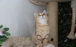 Scottish Fold cats for sale: Ready TICA reg stunning kittens available  - Image 9