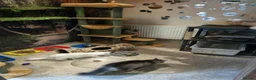 Maine Coon cats for sale: Pedigree Mainecoon kittens Ready now - Advert 10