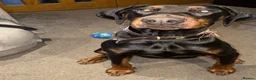 Dobermann dogs for stud: Doberman for stud health tested  - Advert 10