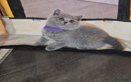 British Shorthair cats for sale: GCCF Registered Pure british shorthair kittens 😸  - Image 4