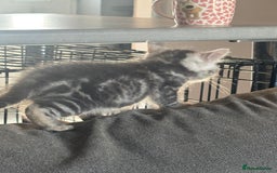 Bengal cats for sale: Silver bengal kitten (ready to go) - Image 5