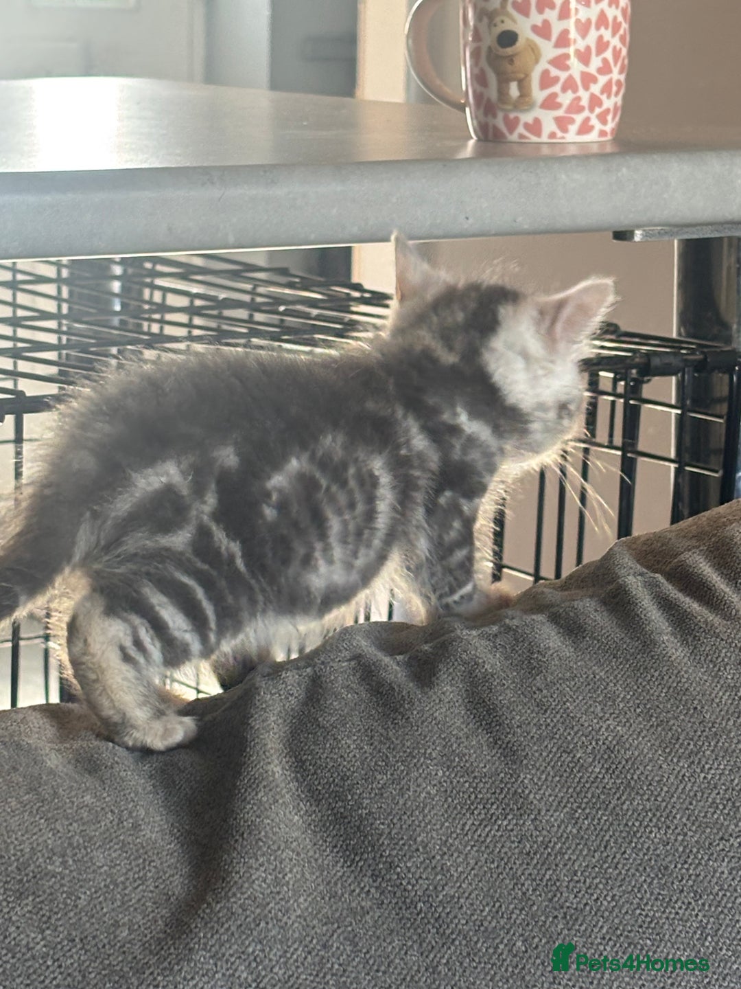 Bengal cats for sale: Silver bengal kitten (ready to go) - Image 5