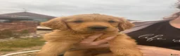 Golden Retriever dogs for sale: Golden Retriever KC puppies  - Advert 11