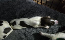 English Springer Spaniel dogs for sale: Stunning Pedigree Registered Pups - Image 22