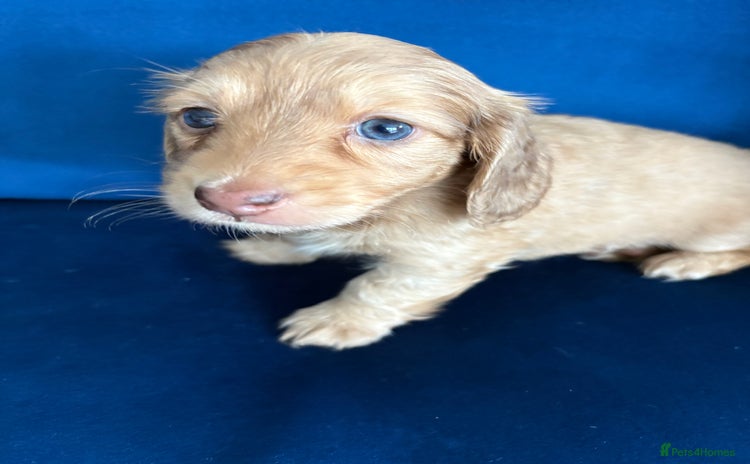 Dachshund dogs - Advert 4