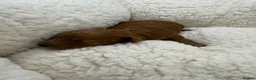 Toy Poodle dogs for sale: Asian Toy Poodle 🐩  - Advert 8