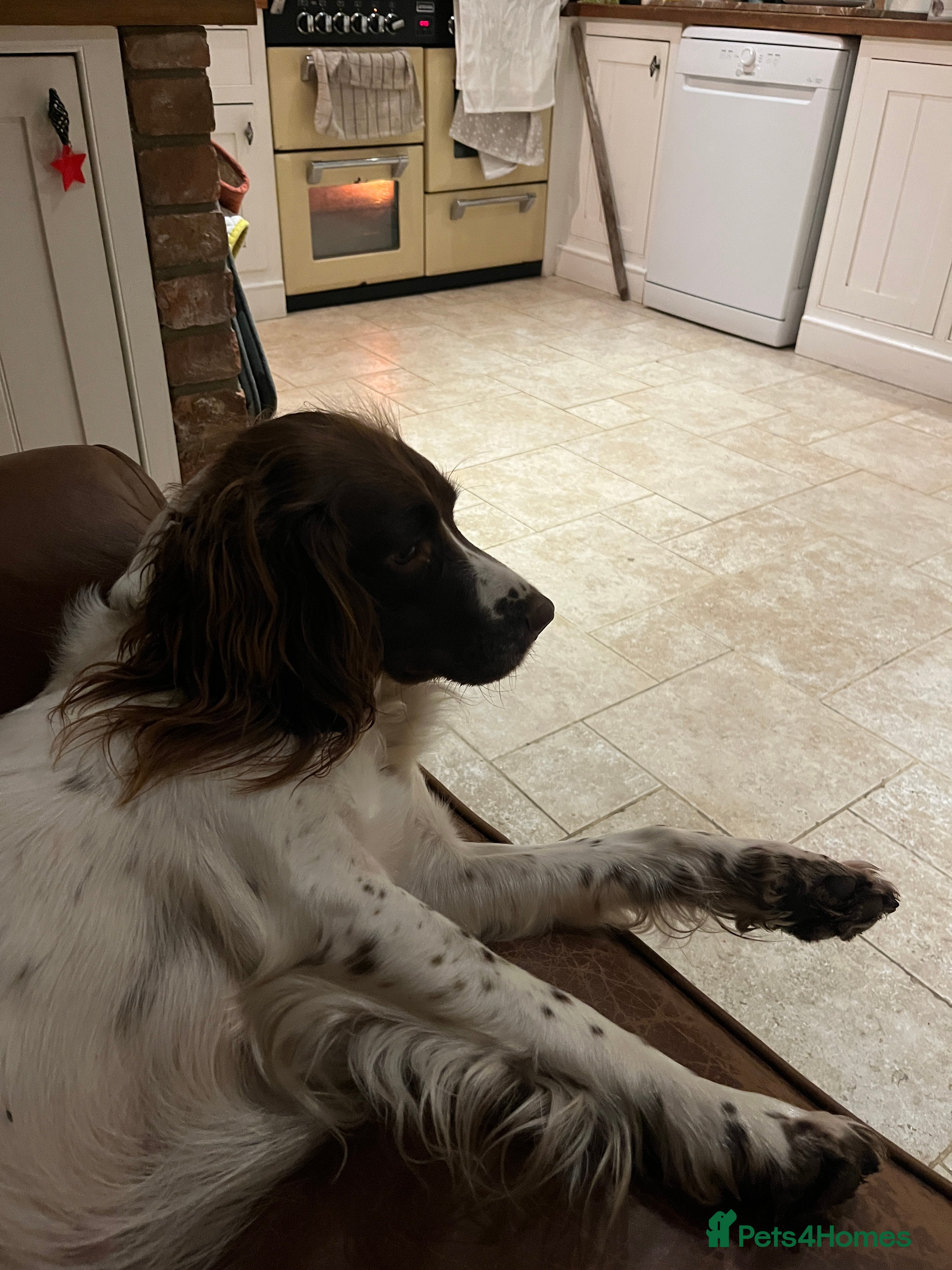 English Springer Spaniel dogs Sprocket puppies for sale - Advert 5