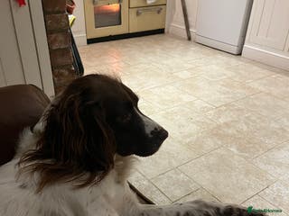 English Springer Spaniel dogs Sprocket puppies for sale - Advert 6