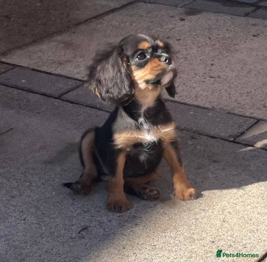Cavalier King Charles Spaniel dogs for sale: Cavalier King Charles  - Image 2