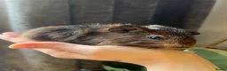 Guinea Pig rodents for sale: Baby Guinea Pigs for sale | ready to leave soon! - Advert 11