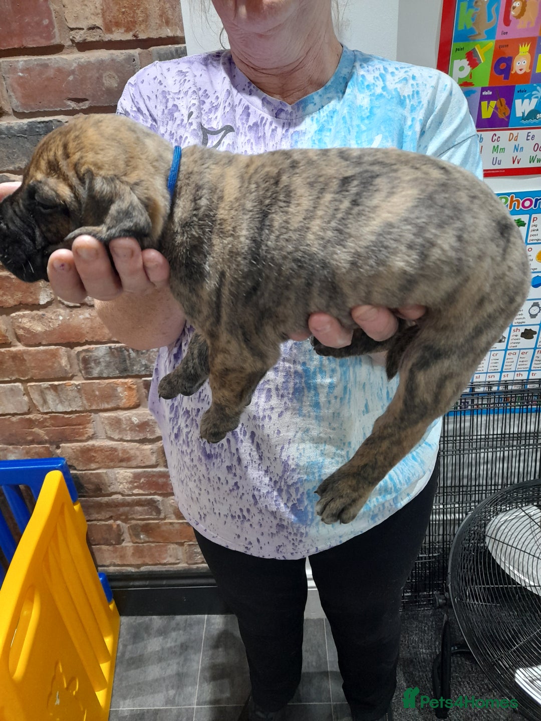 Presa Canario dogs for sale: Presa canario puppies - Image 3