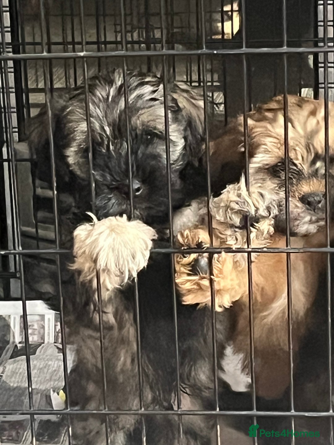 Mixed Breed dogs for sale: Shihpoo x Cockapoo puppies  - Advert 2