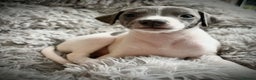 Mixed Breed dogs for sale: Italian Greyhound cross Whippet/Italian Greyhound  - Advert 7