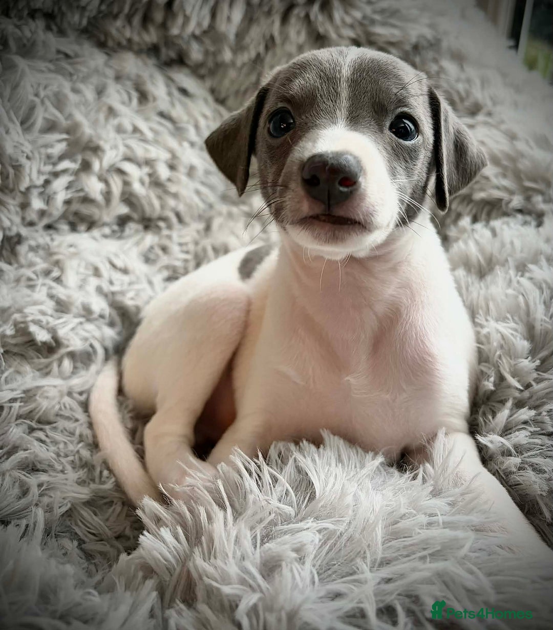 Mixed Breed dogs for sale: Italian Greyhound cross Whippet/Italian Greyhound  - Advert 7