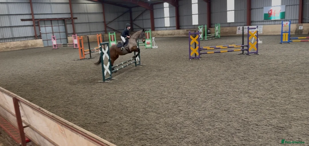 Irish Thoroughbred horses for sale: 10 yr old school mistress  - Advert 7