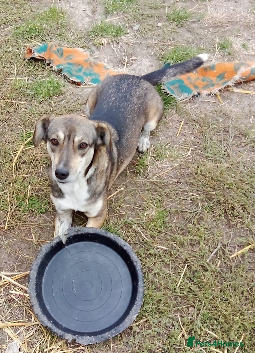 Mixed Breed dogs for adoption: GRETA - a Lovely young Girl, for a Loving Home - Image 3
