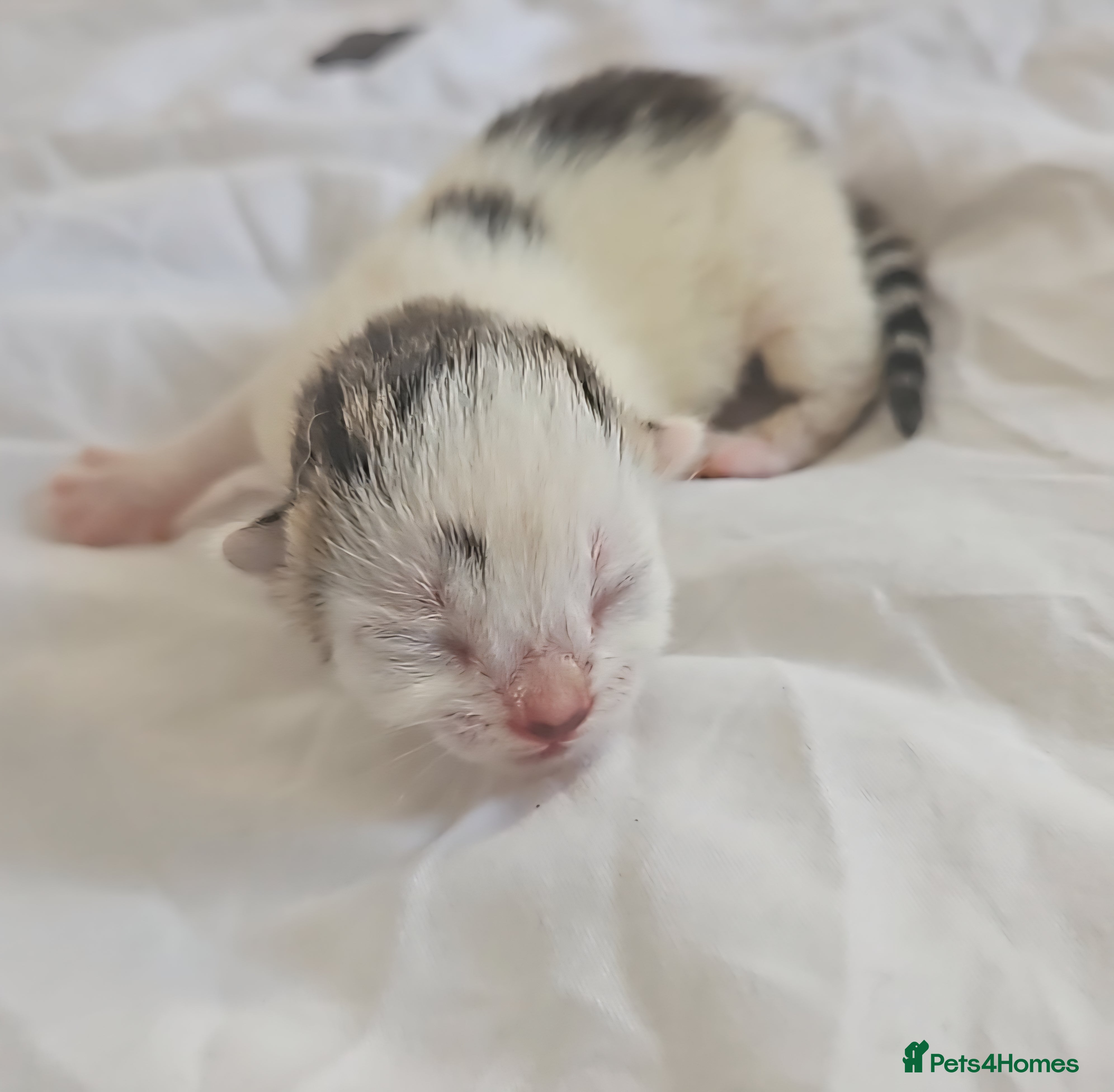 Mixed Breed cats ONE LEFT TO RESERVE 4 Beautiful Kittens For Sale - Advert 19