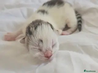 Mixed Breed cats ONE LEFT TO RESERVE 4 Beautiful Kittens For Sale - Advert 19