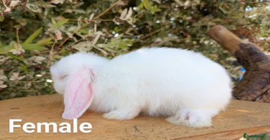 Mini Lop rabbits - Advert 3