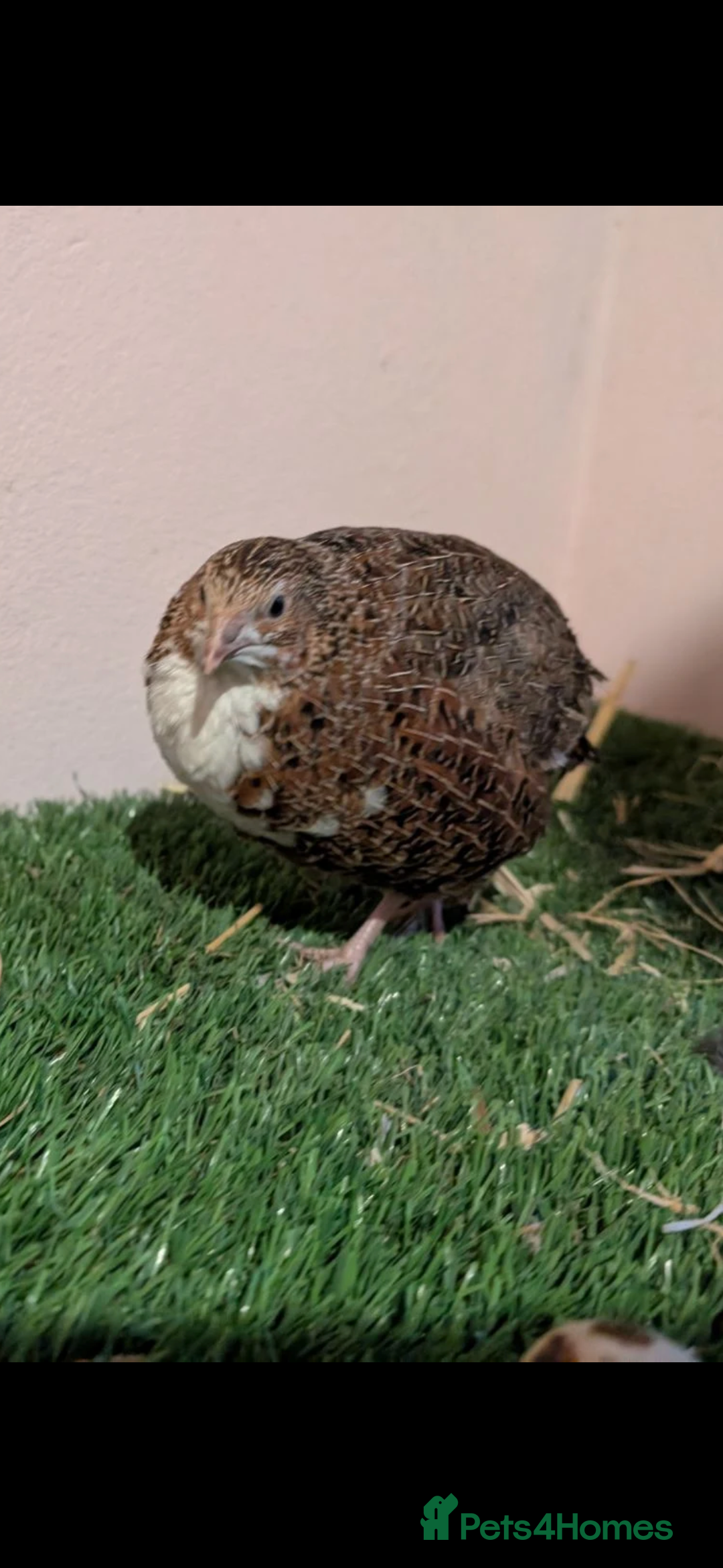Quail poultry Cotournix Quail for Sale south London - Advert 11