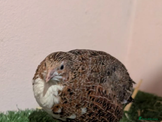 Quail poultry Cotournix Quail for Sale south London - Advert 5