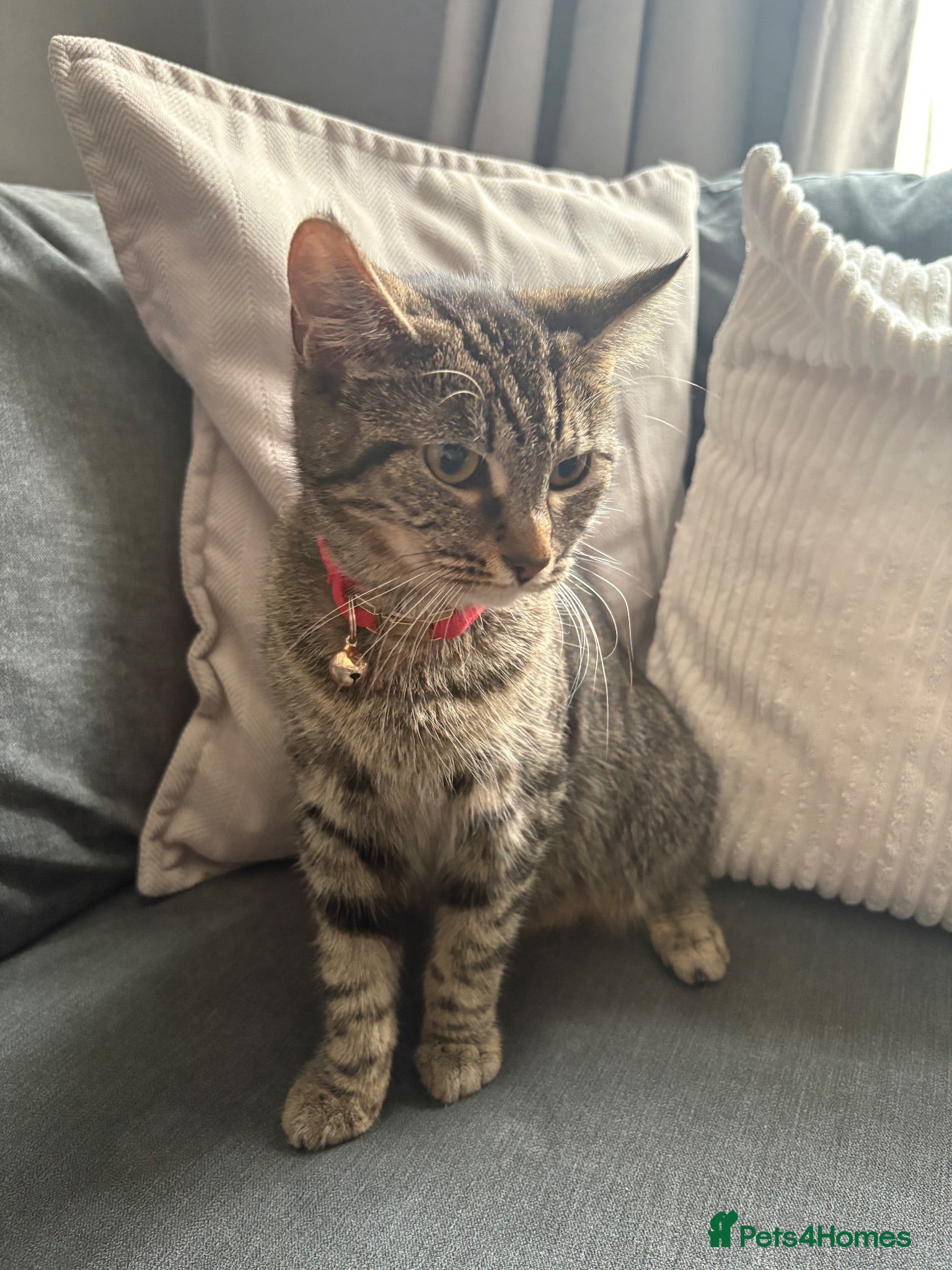 Mixed Breed cats Beautiful kittens,ready for a new home - Advert 1