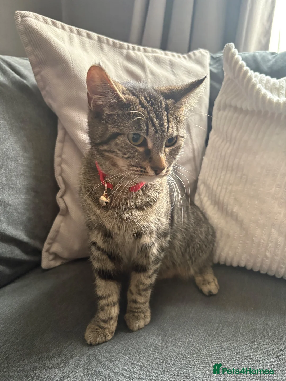 Mixed Breed cats for sale: Beautiful kittens,ready for a new home in Liverpool - Advert 1