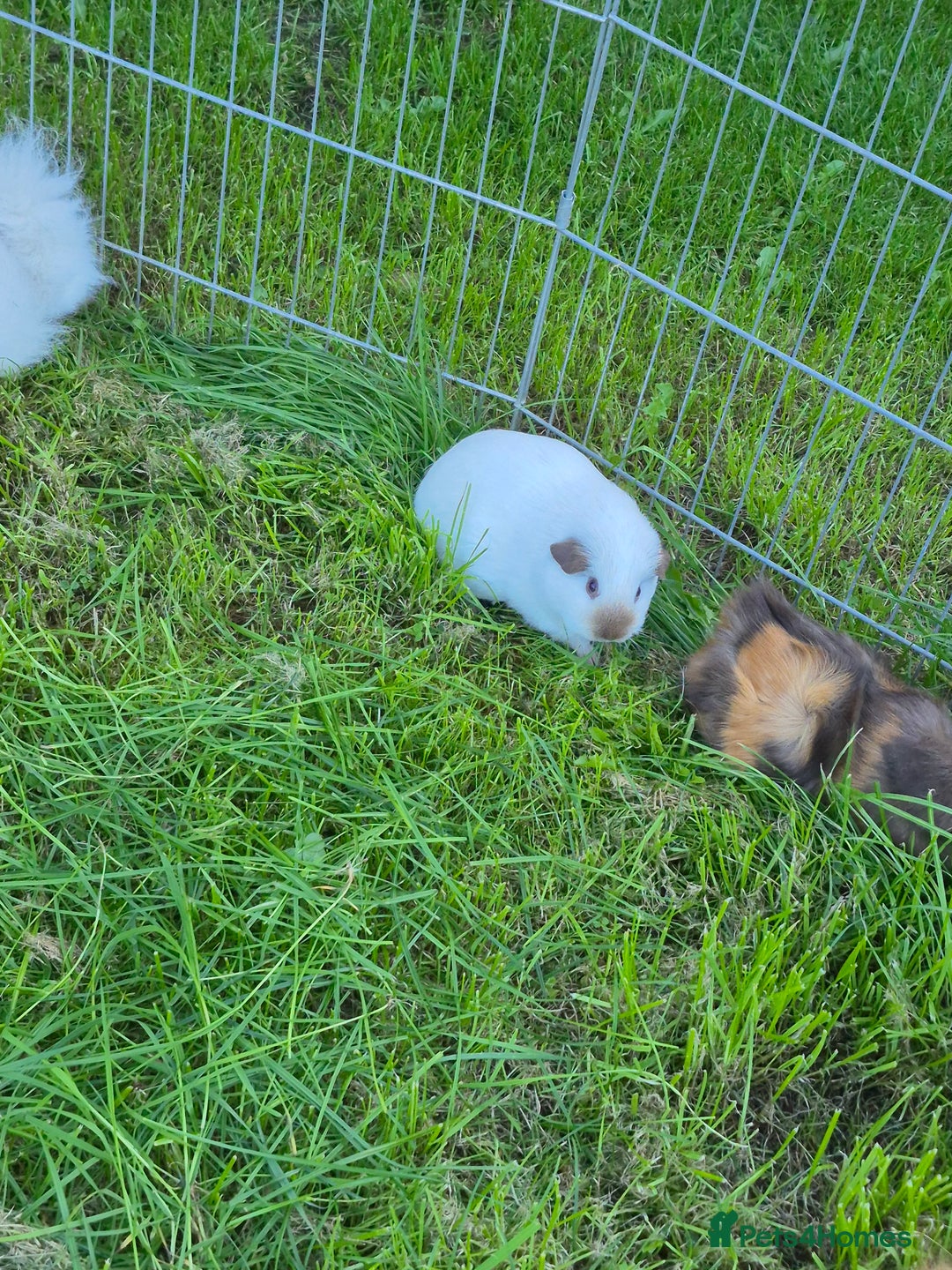 Gallery Image {{count}}