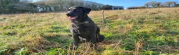 Labrador Retriever dogs for sale: New Born Black Labrador Puppies in Tarporley - Advert 3