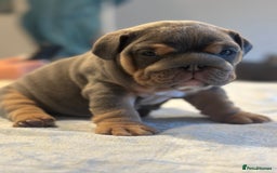 English Bulldog dogs for sale: Stunning KC Registered English Bulldog Puppies - Image 13