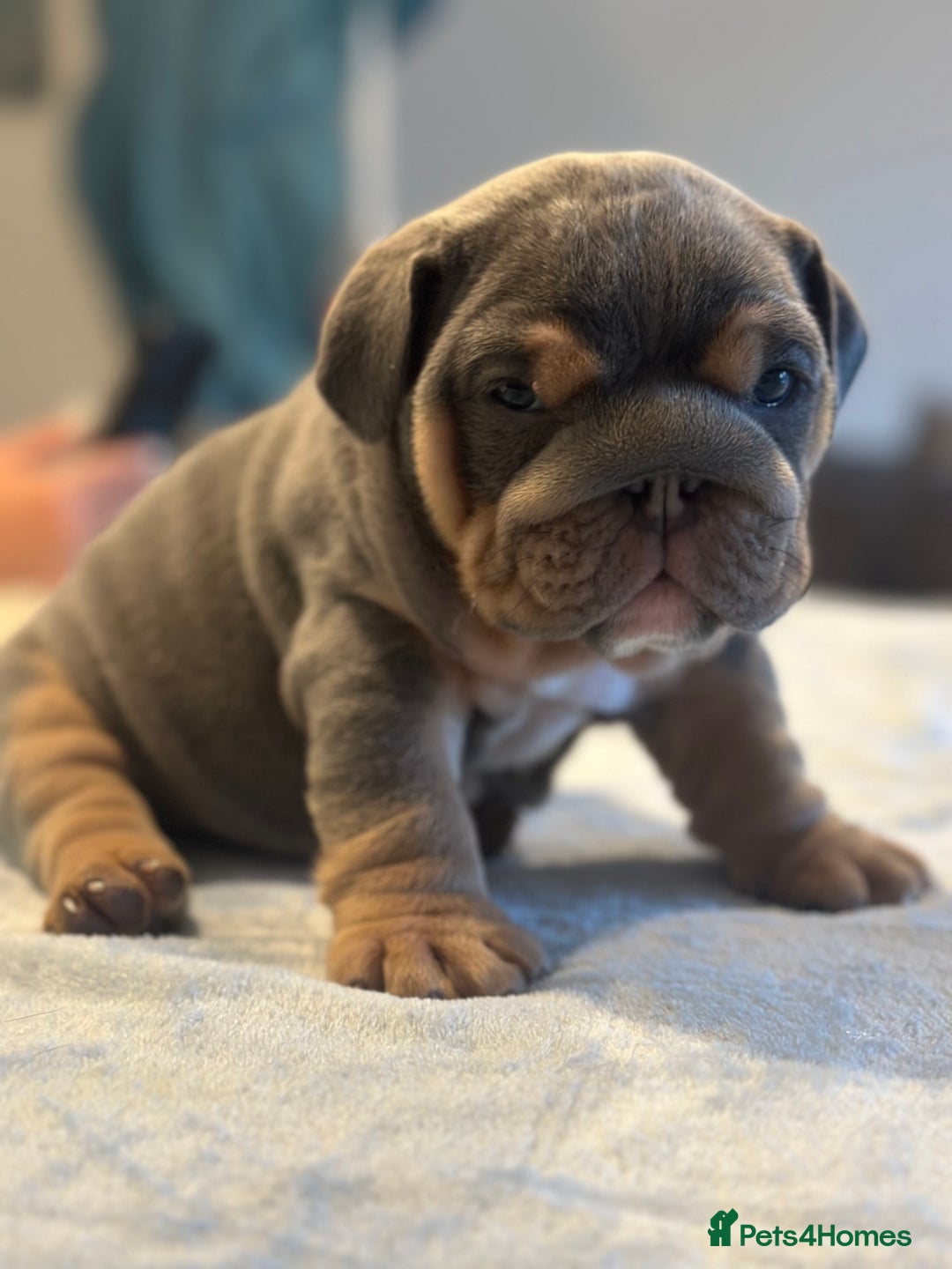 English Bulldog dogs for sale: Stunning KC Registered English Bulldog Puppies - Image 13