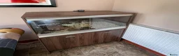 Hermann Tortoise reptiles for sale: Hermann Tortoise 26yr old in Chard - Advert 4