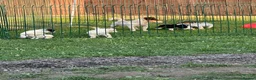 Jack Russell dogs for sale: Miniature Jack Russell terrier - Advert 9