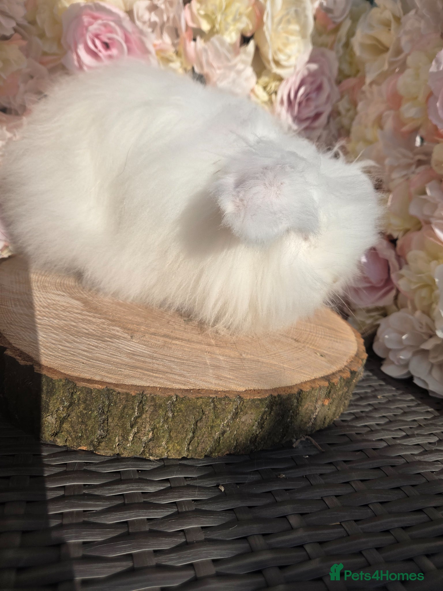 Angora rabbits for sale: Teddywidders - Advert 29