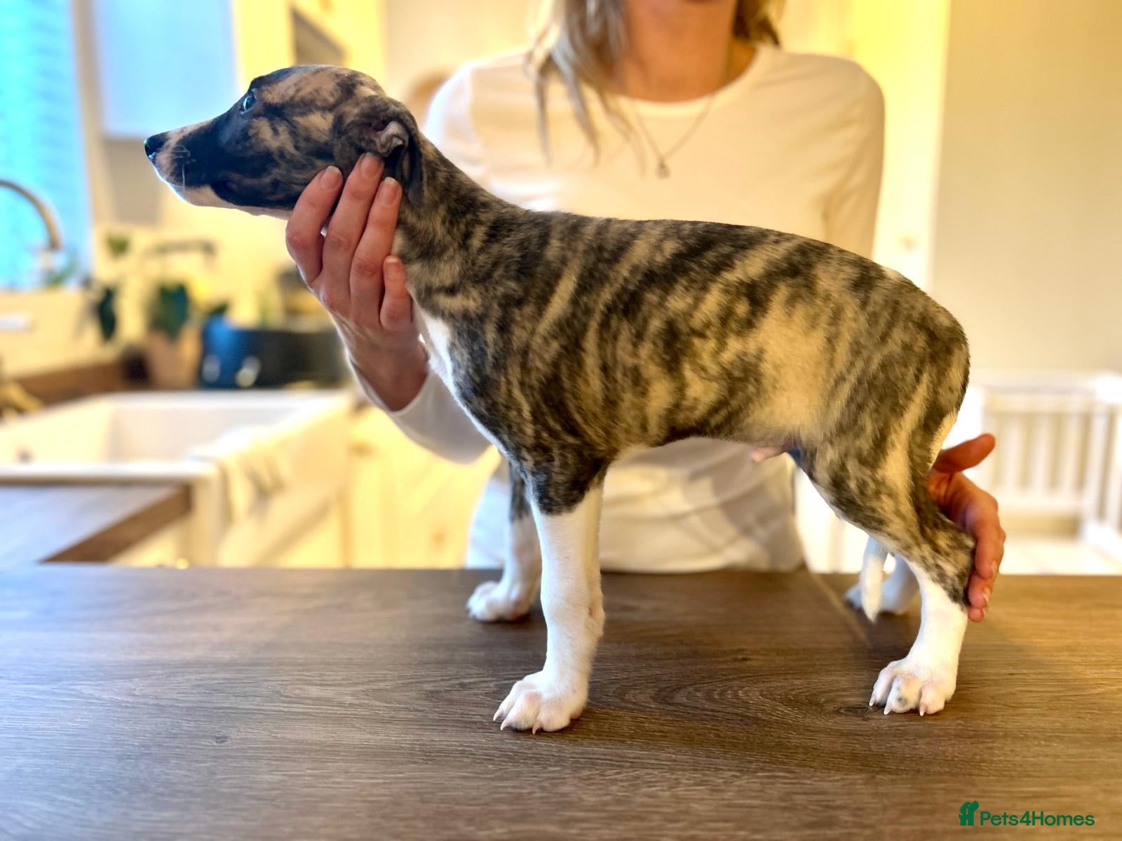 Whippet dogs KC registered brindle Whippets  - Advert 2