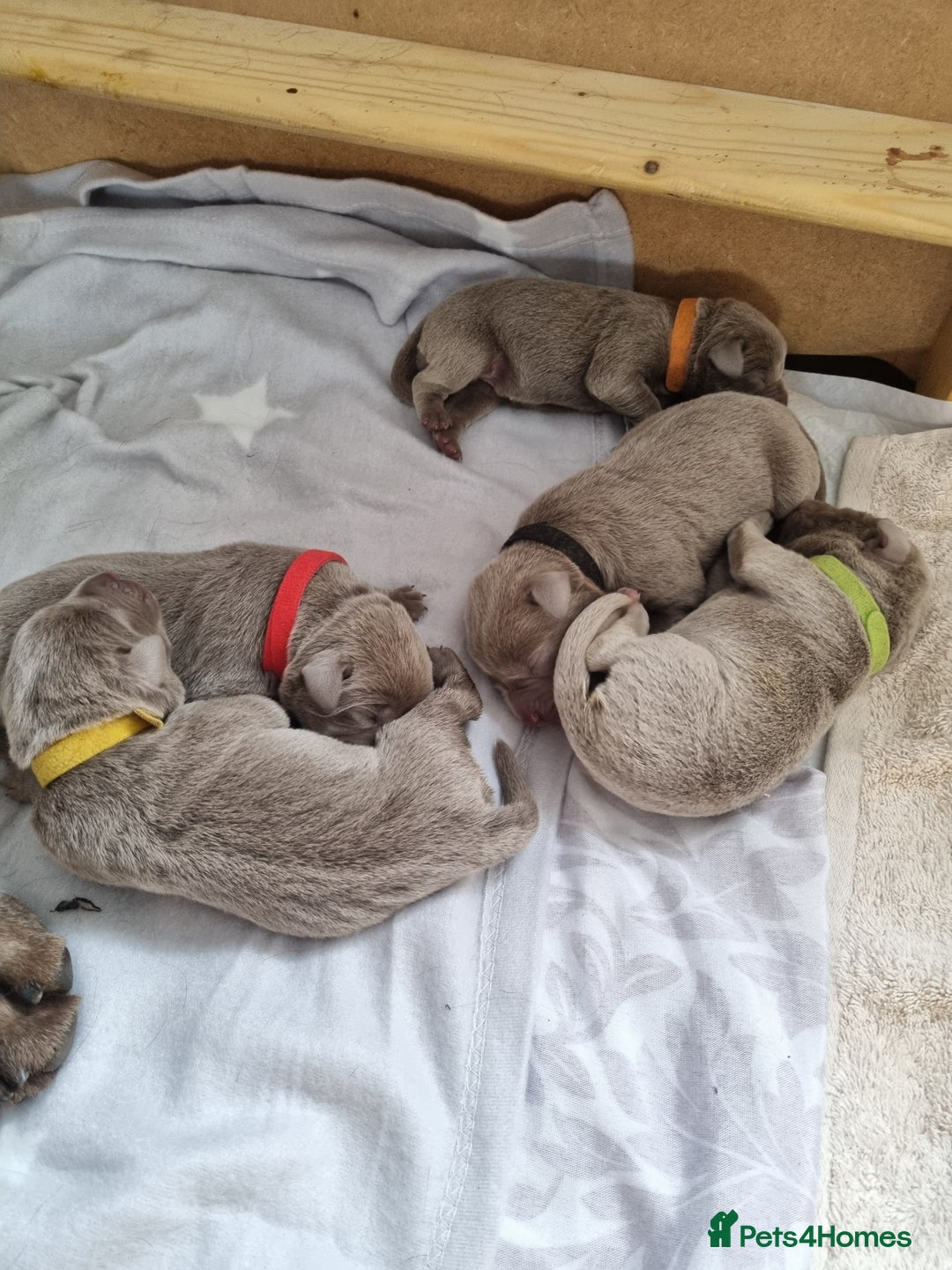 Labrador Retriever dogs for sale: !REDUCED! silver labrador's KC - Advert 24